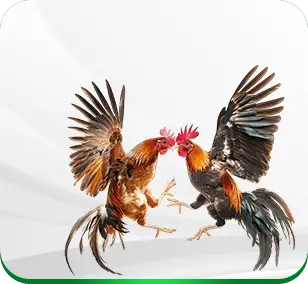 cockfight-banner-94a5c2a